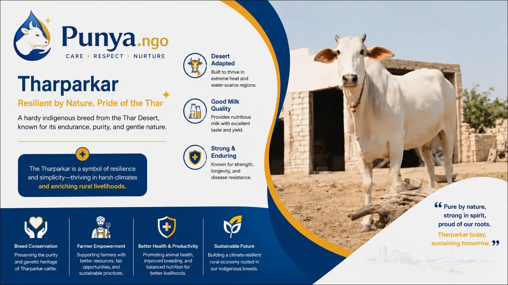Tharparkar Cow Breed in India | Dairy Guide
