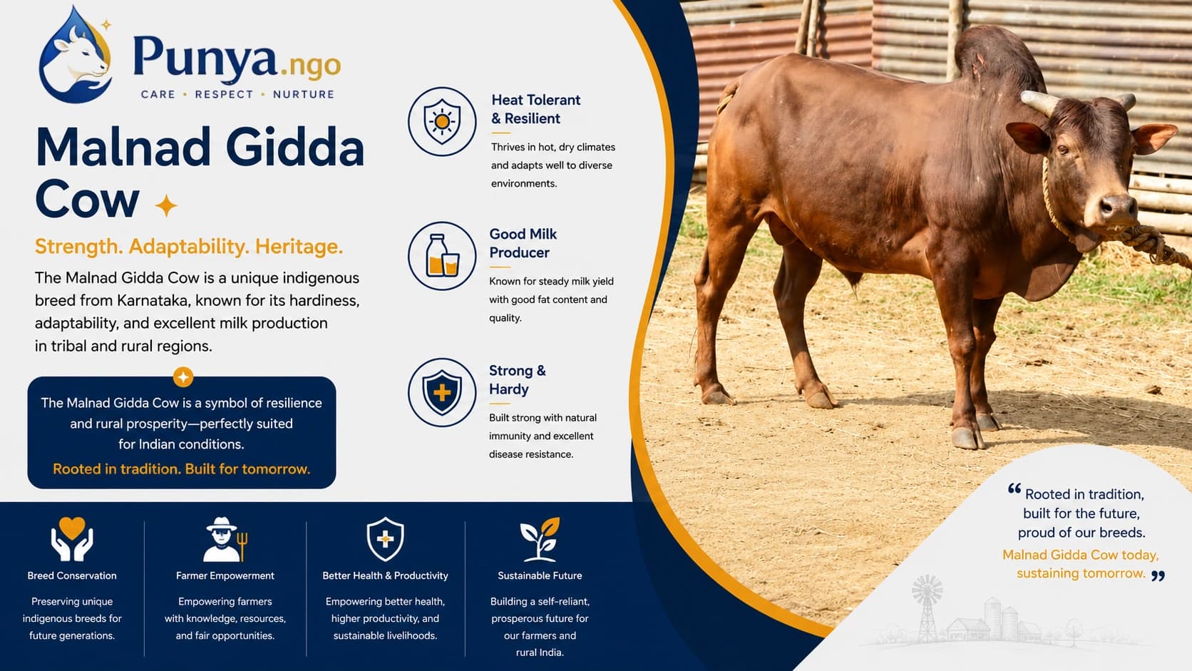 Malnad Gidda Cow Breed in India | Complete Guide