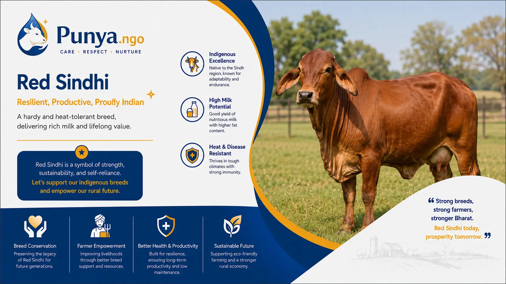 Red Sindhi Cow Breed in India | Complete Care Guide