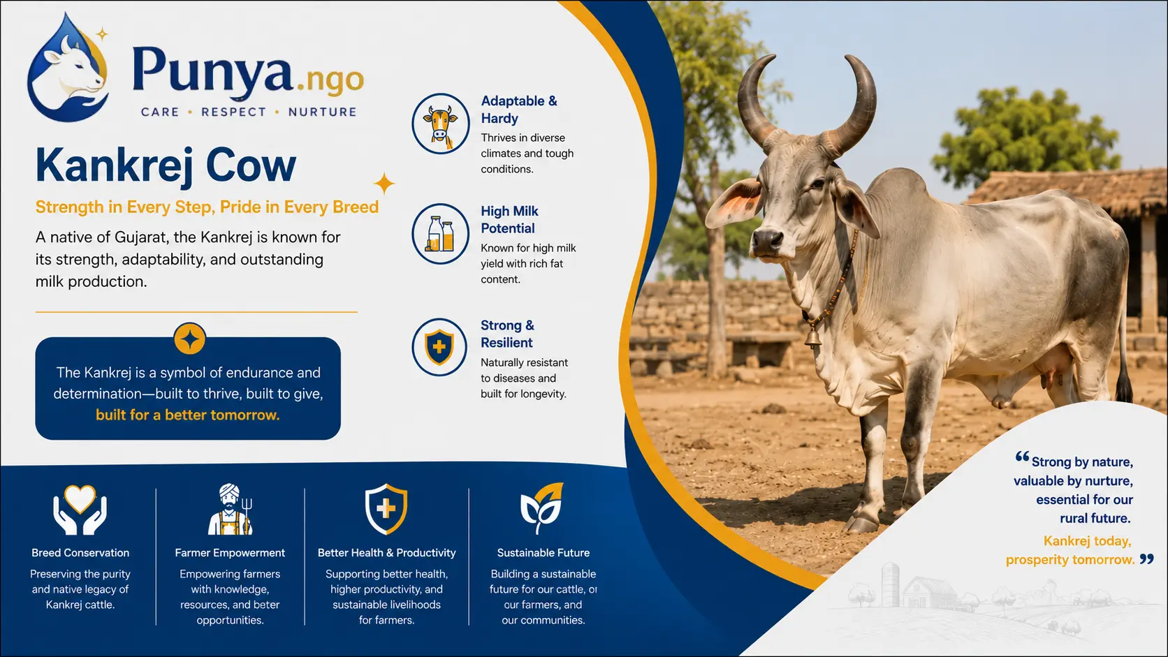 Kankrej Cow Breed in India | Origin, Milk, Care