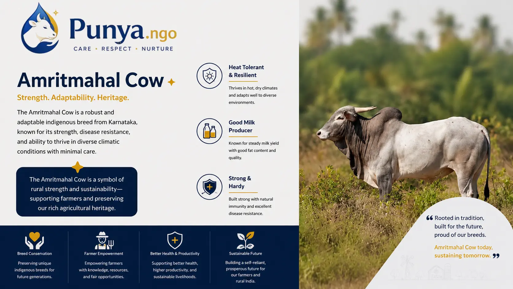 Amritmahal Cow Breed in India | Complete Guide