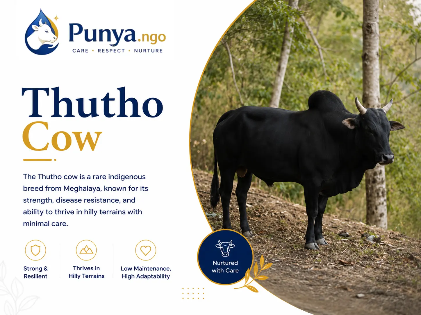Thutho Cow Breed in India | Origin, Farming Uses