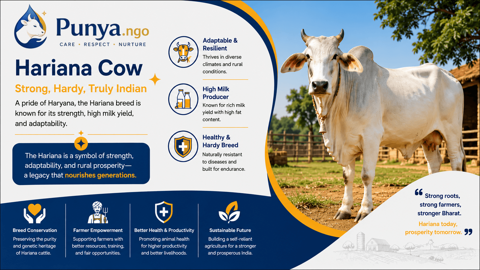 Hariana Cow Breed in India | Origin, Milk Yield