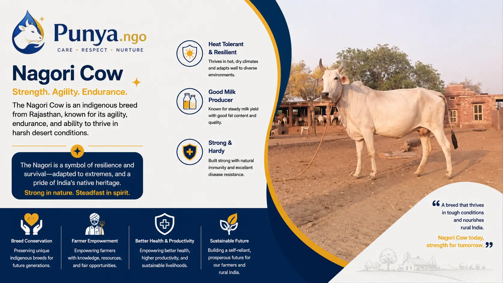 Nagori Cow Breed in India | Complete Guide