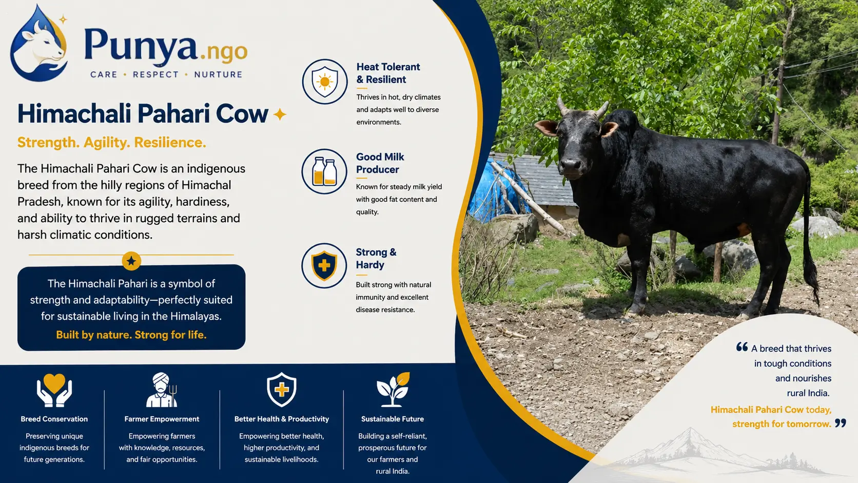 Himachali Pahari Cow Breed in India | Guide
