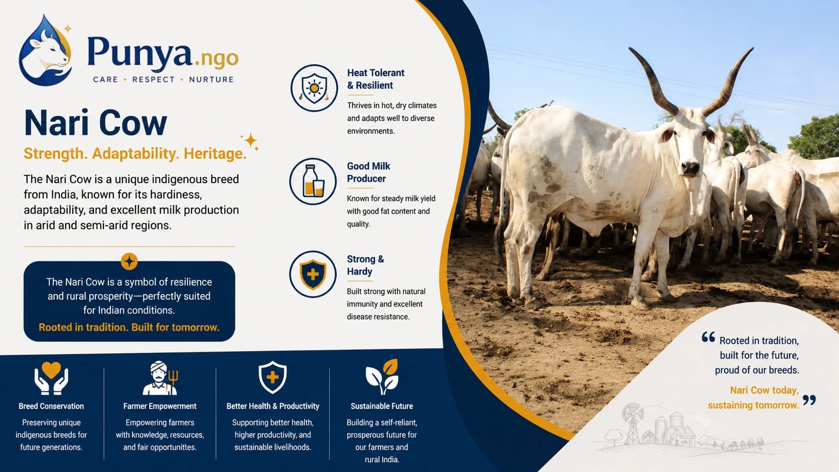 Nari Cow Breed in India | Origin, Milk Yield & Farming Value