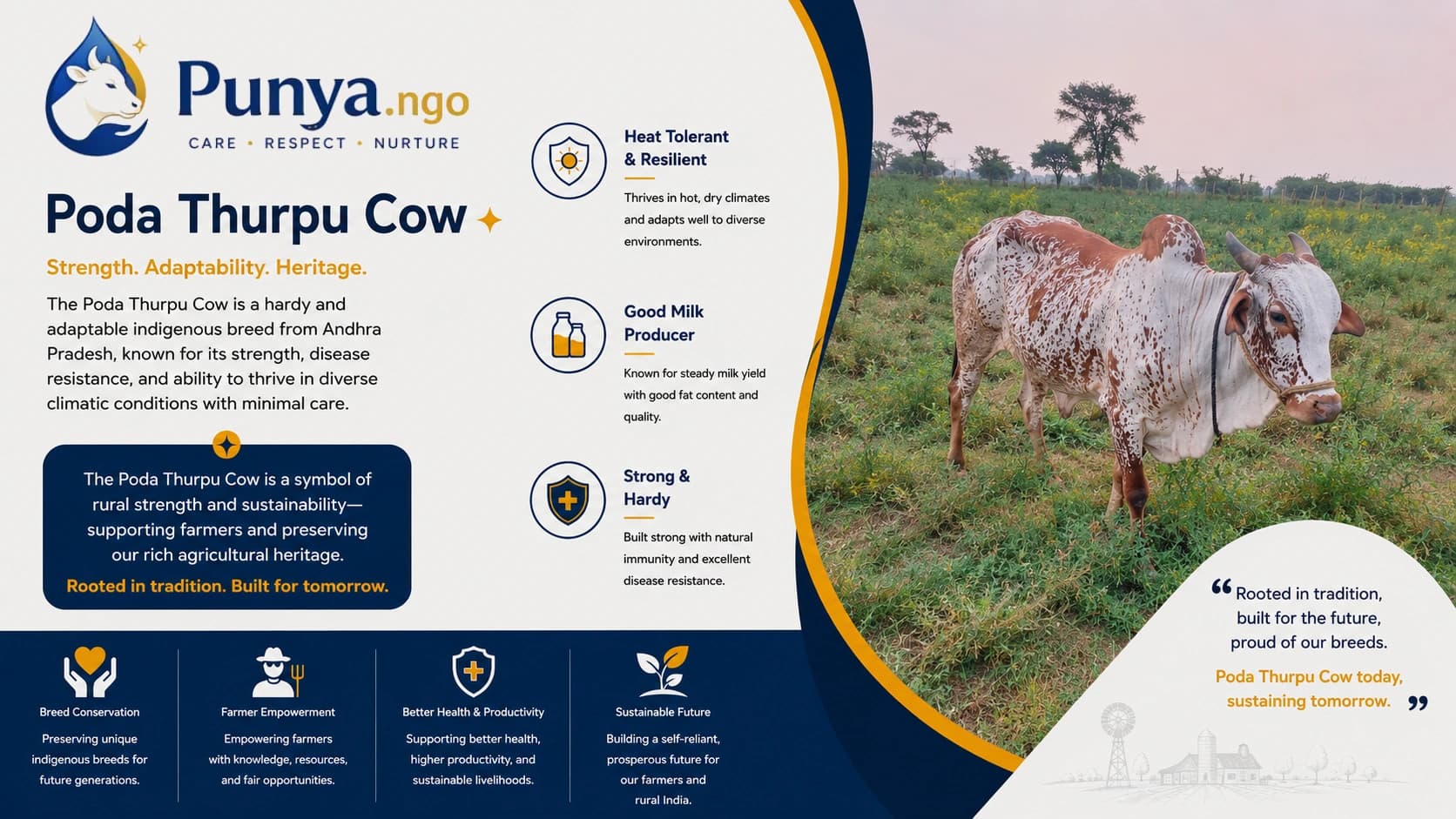 Poda Thurpu Cow Breed in India | Complete Guide