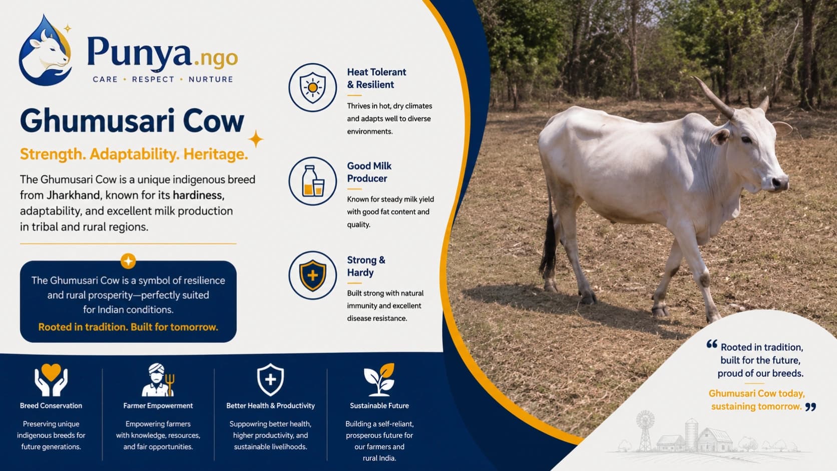 Ghumusari Cow Breed in India | Complete Guide