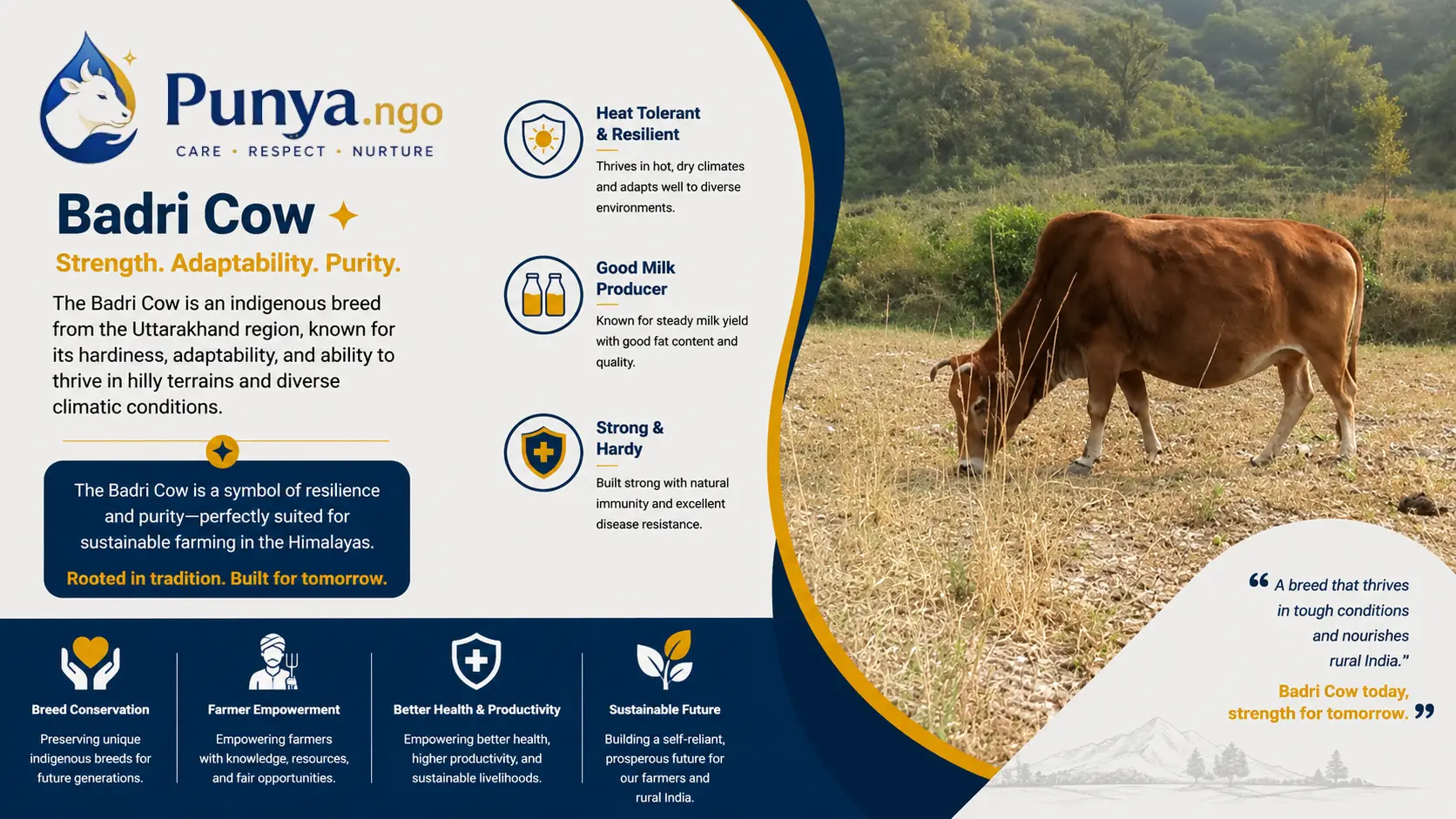 Badri Cow Breed in India | Complete Guide
