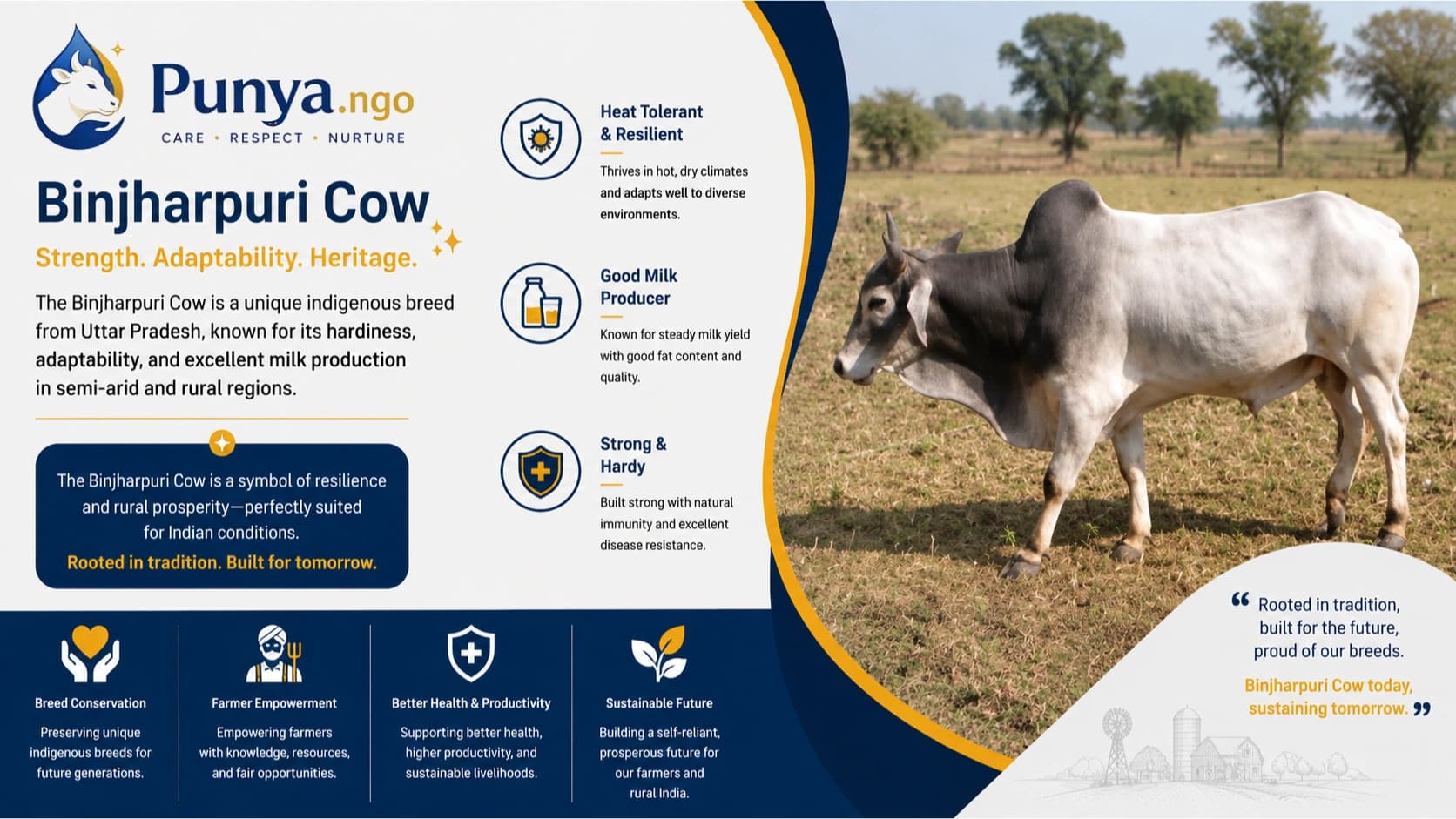 Binjharpuri Cow Breed in India | Origin, Milk & Farming Value