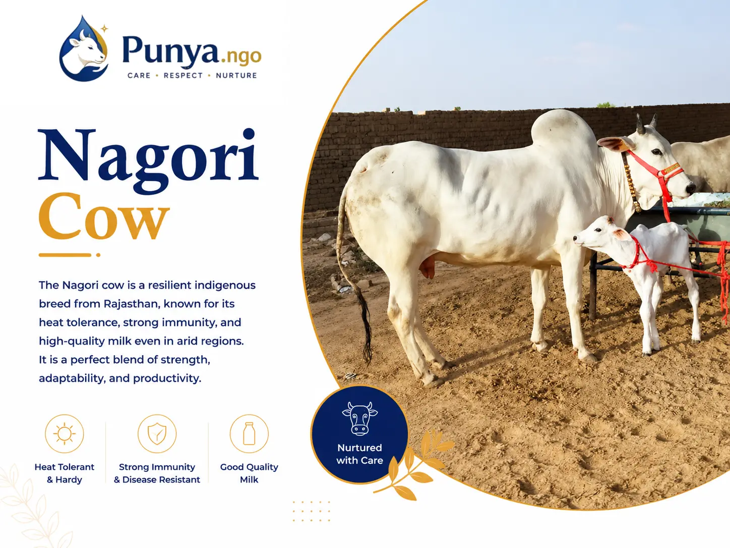 Nagori Cow Breed in India | Complete Guide