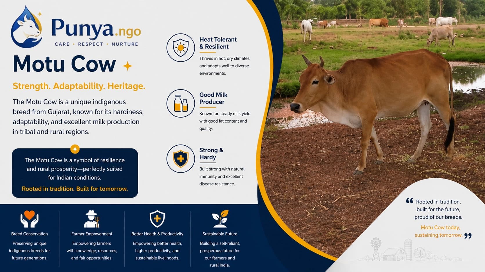 Motu Cow Breed in India | Origin, Milk Yield & Farming Value