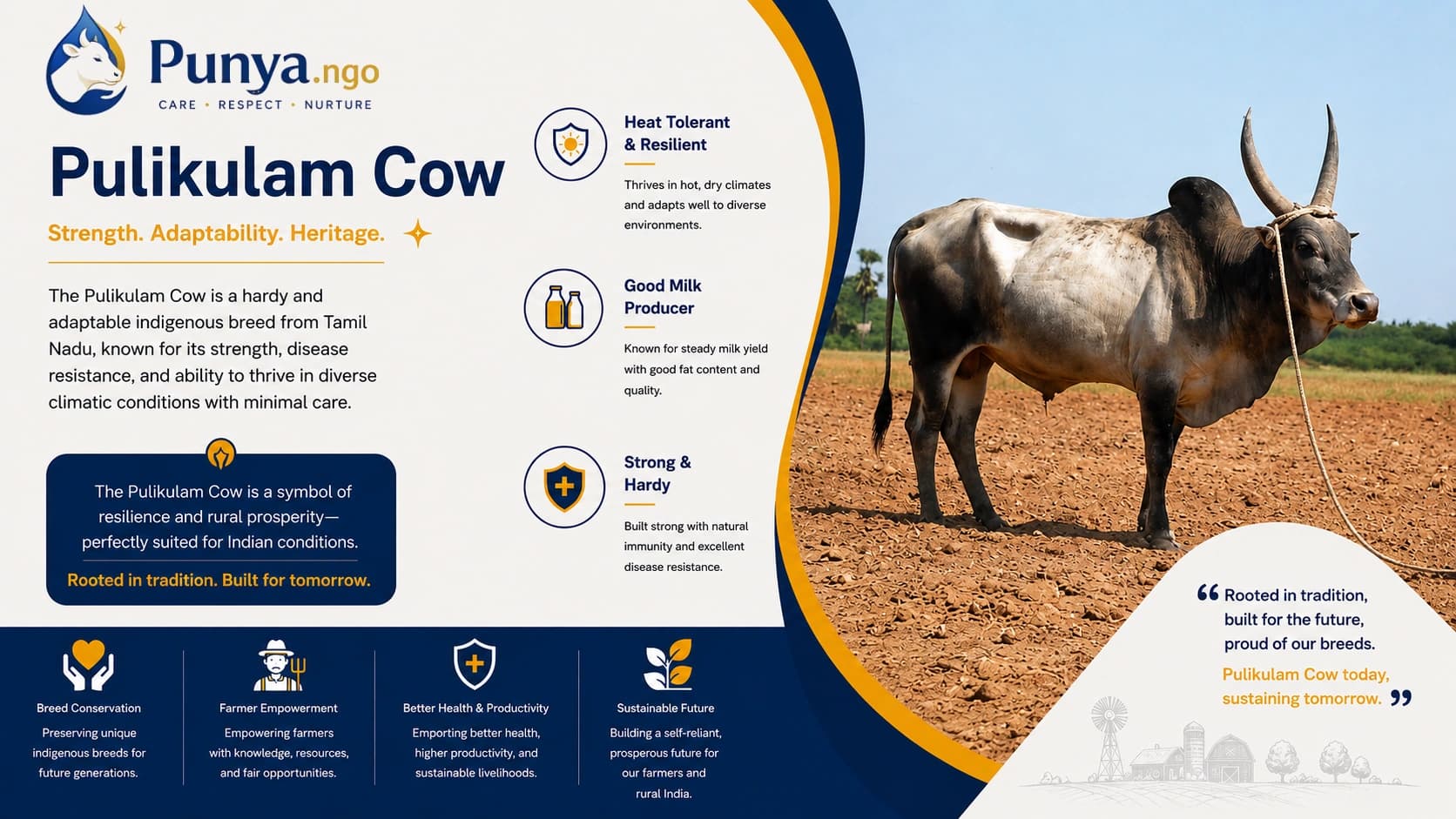 Pulikulam Cow Breed in India | Complete Guide