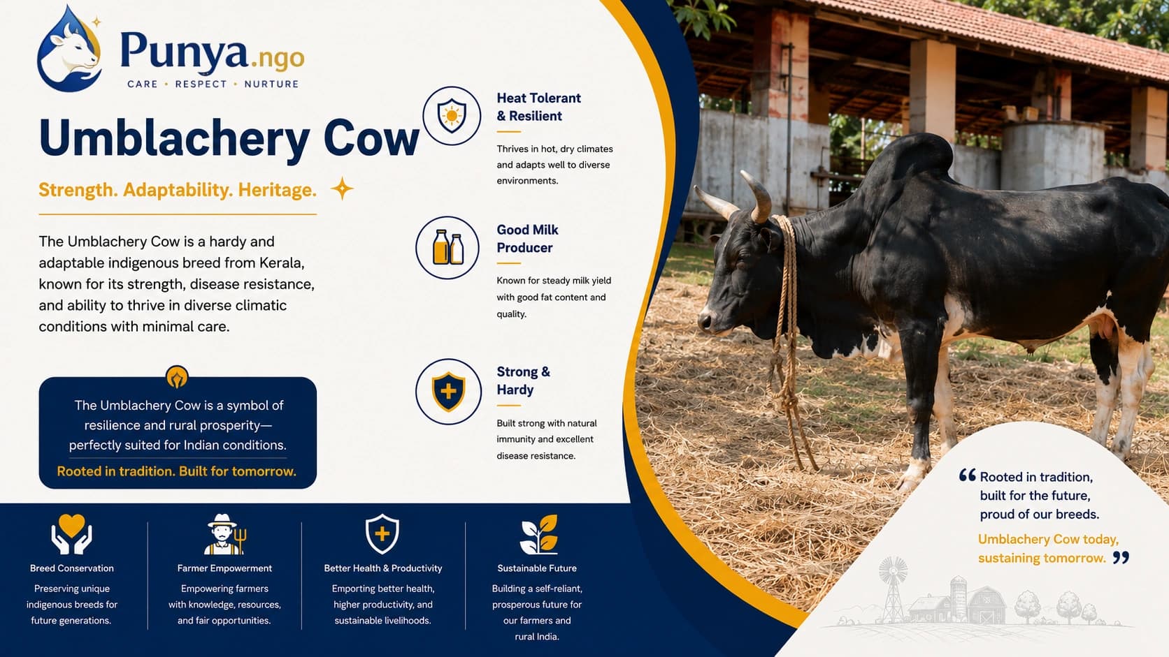 Umblachery Cow Breed in India | Features, Milk & Farming