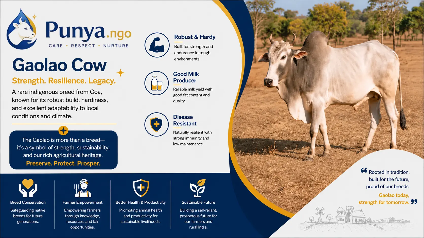 Gaolao Cow Breed in India | Guide