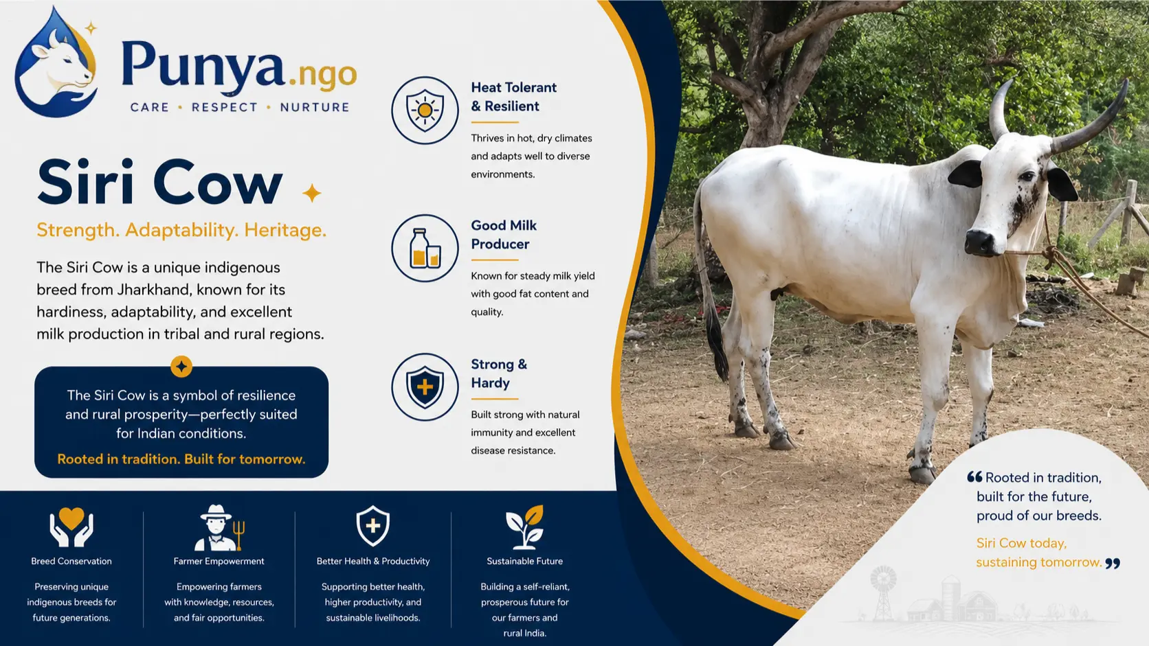 Siri Cow Breed in India | Origin, Traits & Farming Value