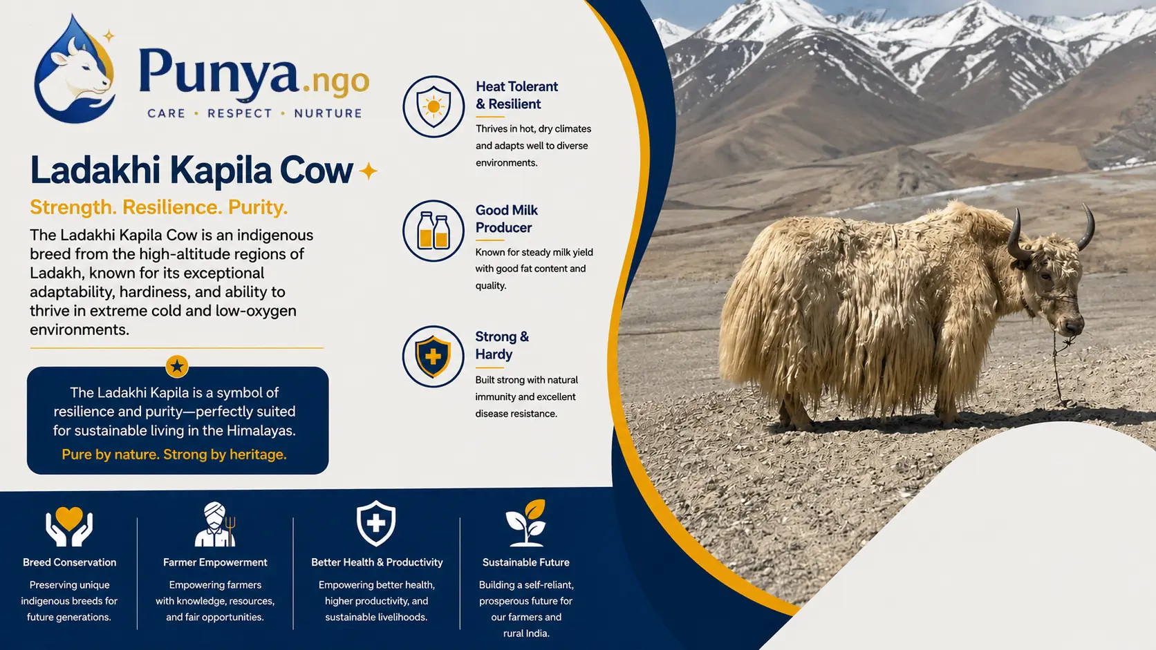 Ladakhi Cow Breed in India | Complete Guide