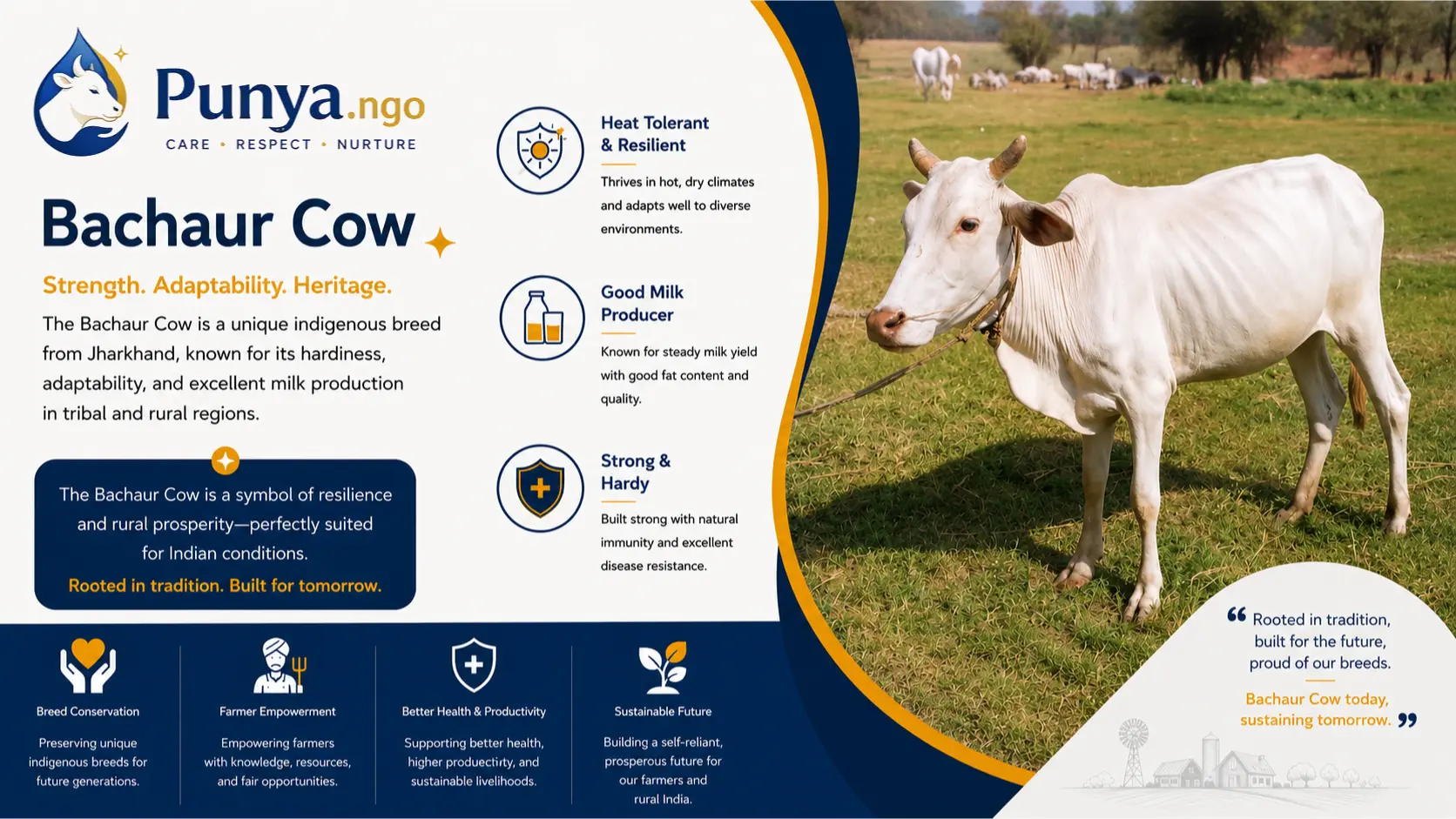 Bachaur Cow Breed in India | Complete Guide