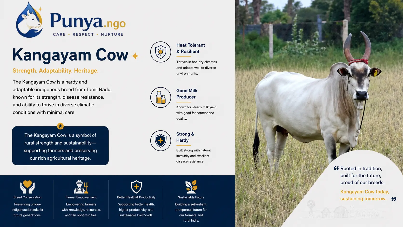 Kangayam Cow Breed in India – Complete Farmer's Guide