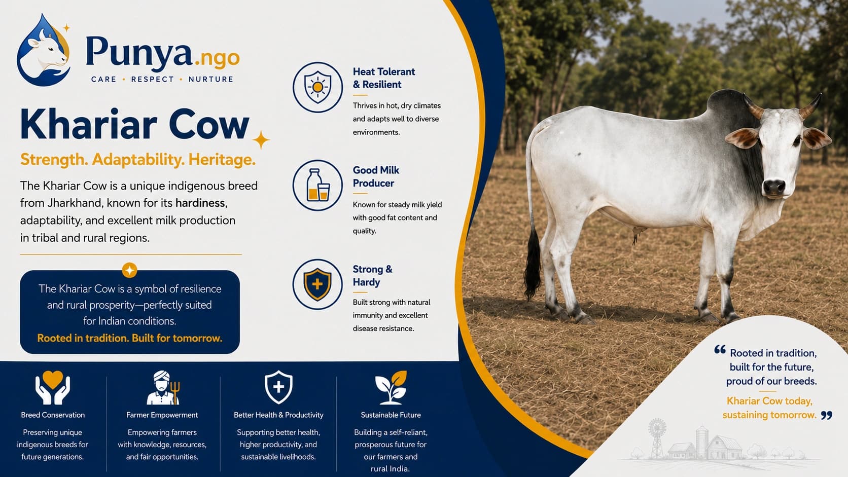 Khariar Cow Breed in India | Complete Guide